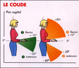  Le coude