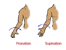  Coude : pronation supinations