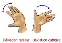 D&eacute;viation radiale, d&eacute;viation cubitale